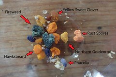 Pucciniastrum epilobii