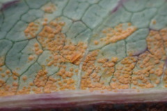 Pucciniastrum epilobii