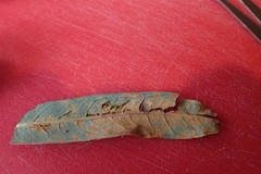 Pucciniastrum epilobii