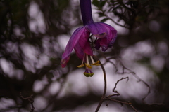 Passiflora cumbalensis