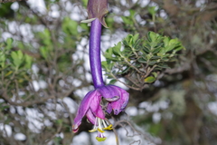 Passiflora cumbalensis