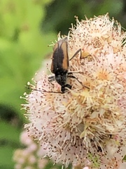 Brachyleptura brevis