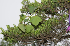Passiflora cumbalensis