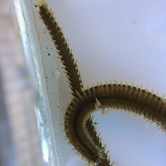 Eulalia microphylla