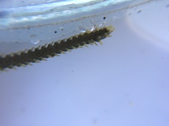 Eulalia microphylla