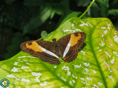 Adelpha cocala