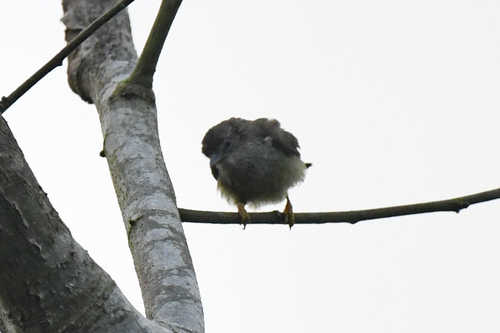 Tit Hylia (Pholidornis rushiae), photo 6