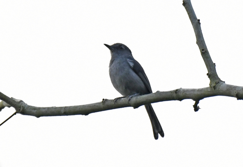 Grey-throated Tit-Flycatcher (Fraseria griseigularis), photo 2