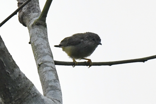 Tit Hylia (Pholidornis rushiae), photo 2