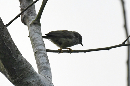 Tit Hylia (Pholidornis rushiae), photo 2