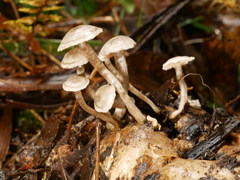 Asterophora mirabilis