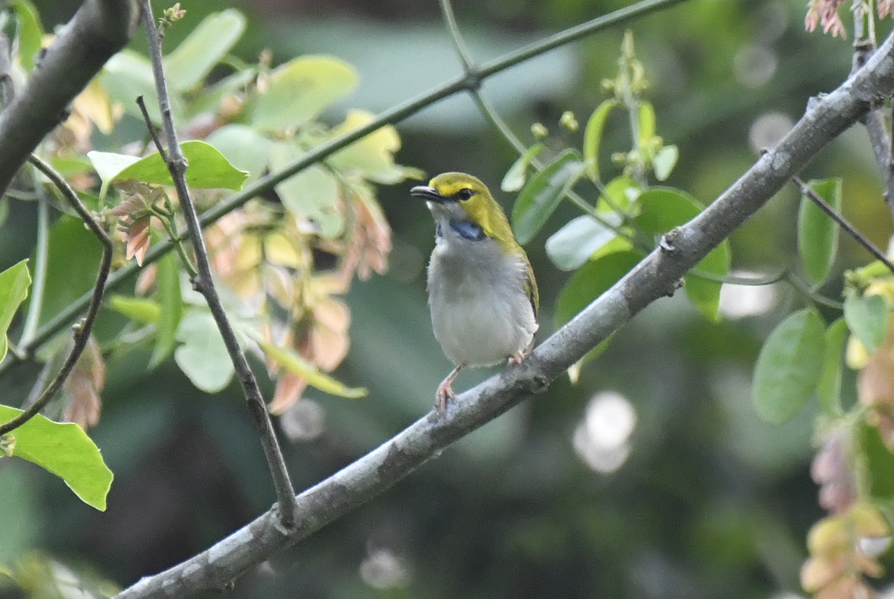 Yellow-browed Camaroptera (Camaroptera superciliaris), photo 1