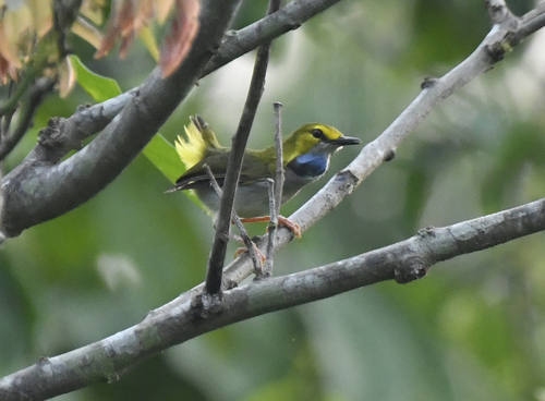 Yellow-browed Camaroptera (Camaroptera superciliaris), photo 4