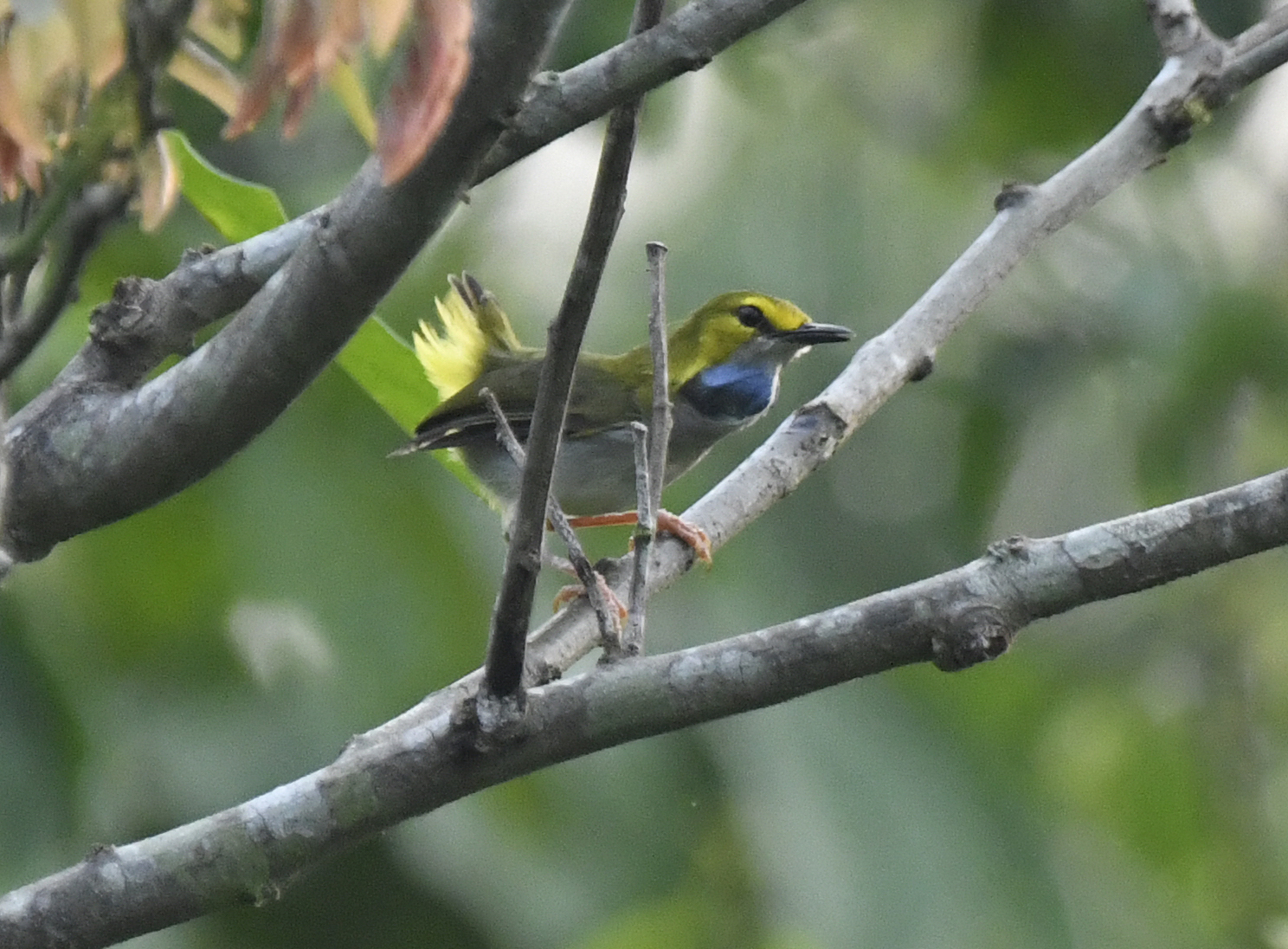 Yellow-browed Camaroptera (Camaroptera superciliaris), photo 2