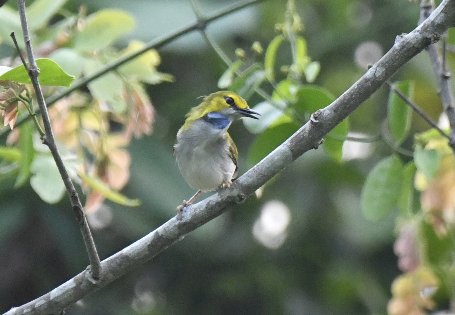 Yellow-browed Camaroptera (Camaroptera superciliaris), photo 4