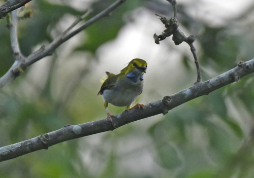 Yellow-browed Camaroptera (Camaroptera superciliaris), photo 5