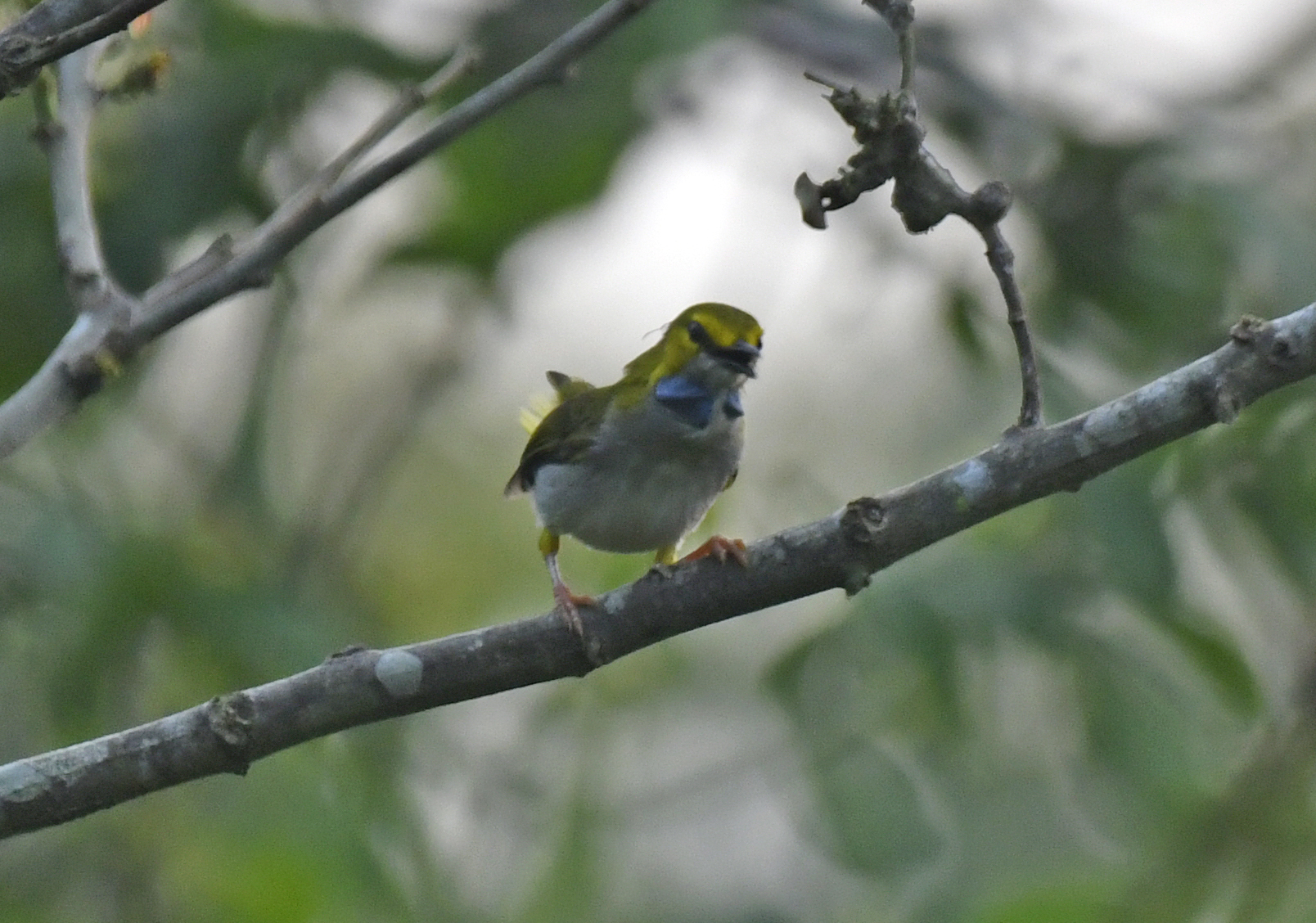Yellow-browed Camaroptera (Camaroptera superciliaris), photo 3