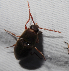 Diplostethus texanus