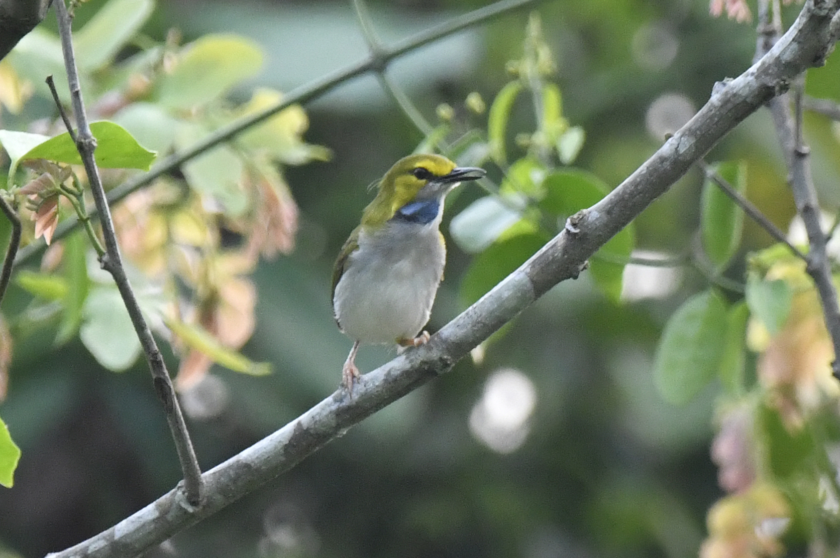 Yellow-browed Camaroptera (Camaroptera superciliaris), photo 5