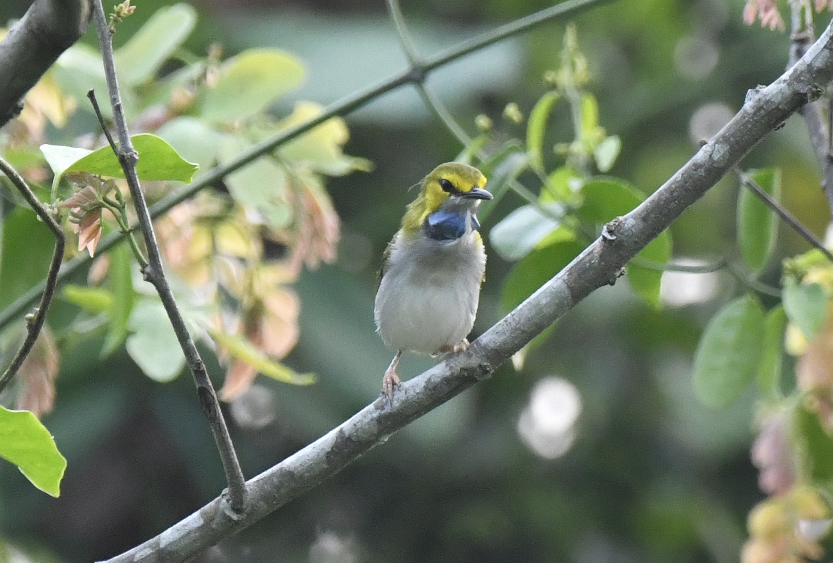 Yellow-browed Camaroptera (Camaroptera superciliaris), photo 8
