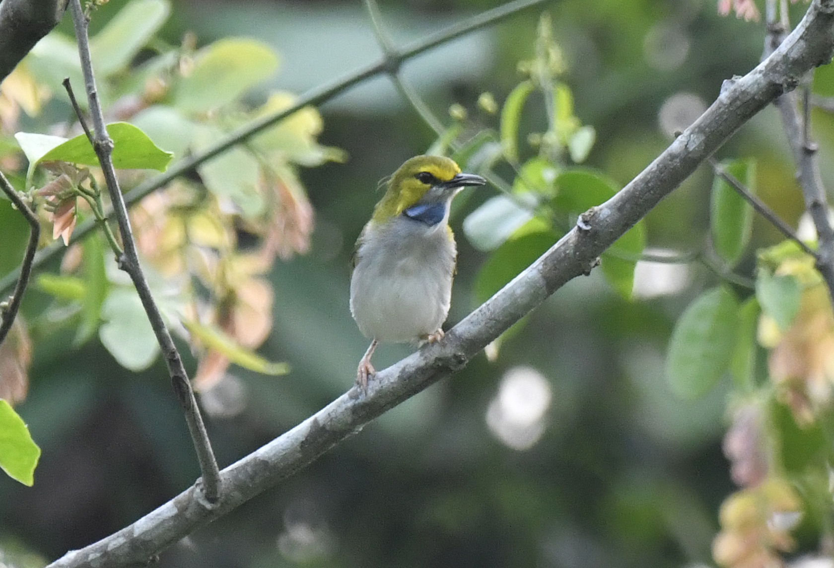 Yellow-browed Camaroptera (Camaroptera superciliaris), photo 7