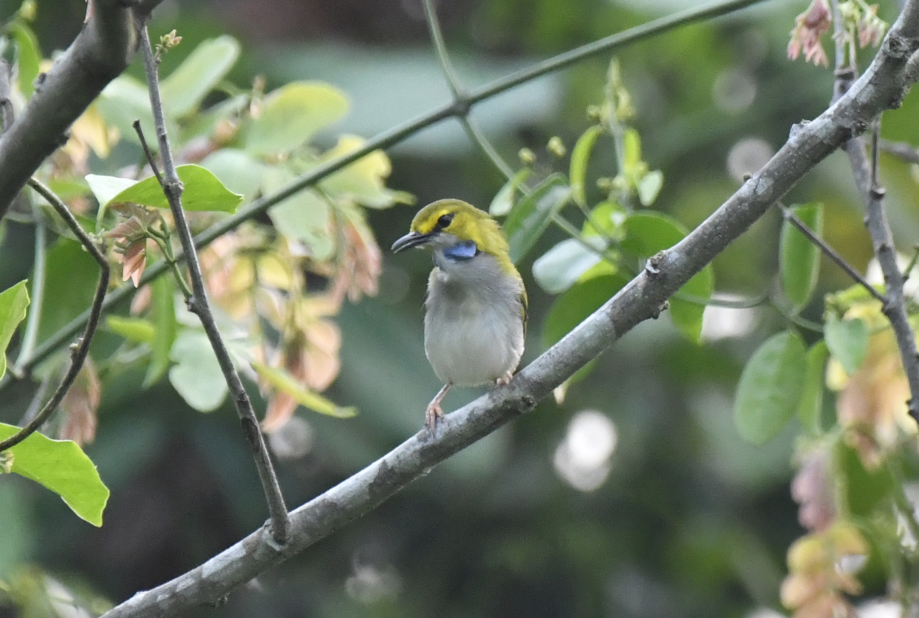 Yellow-browed Camaroptera (Camaroptera superciliaris), photo 6