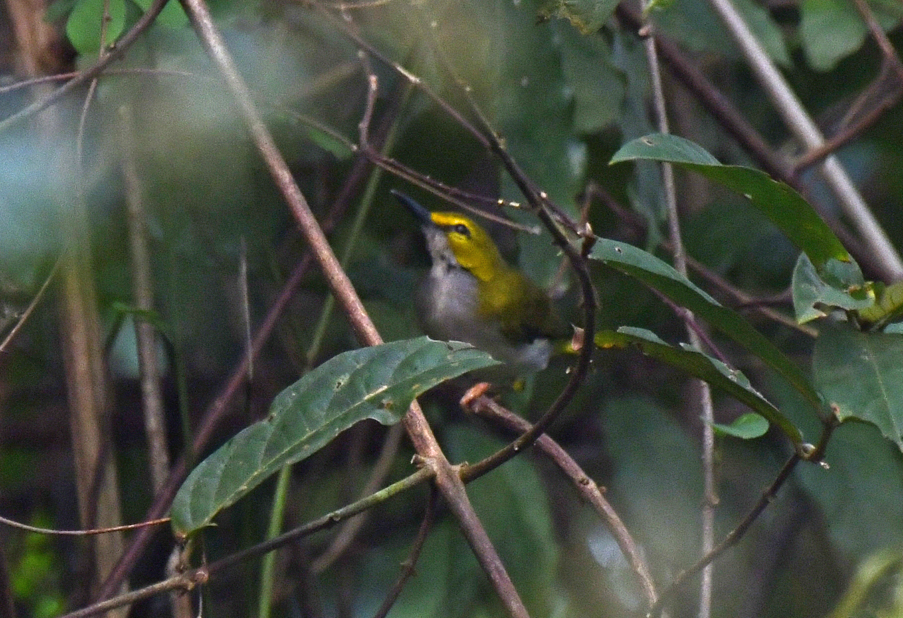 Yellow-browed Camaroptera (Camaroptera superciliaris), photo 9