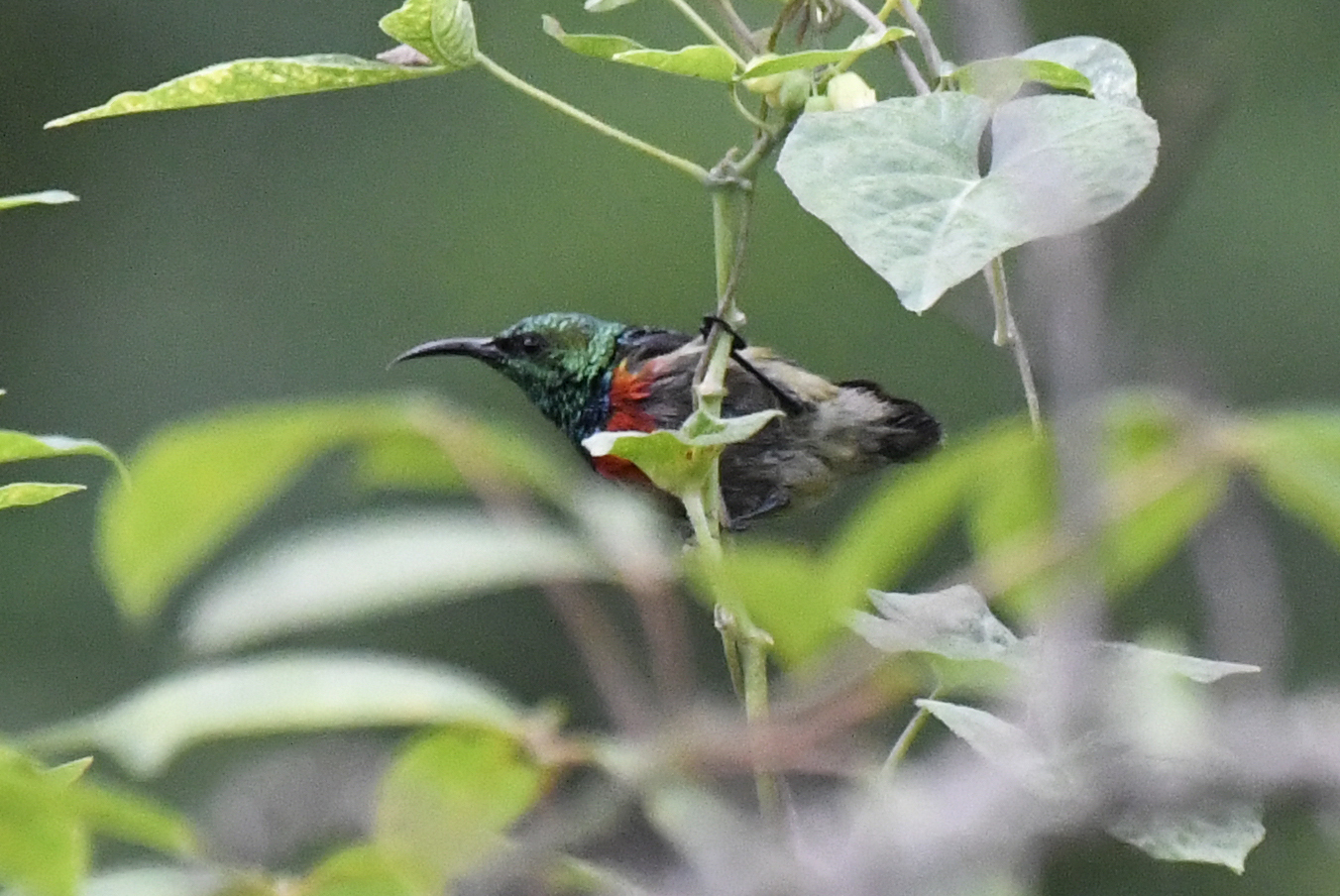 Olive-bellied Sunbird (Cinnyris chloropygius), photo 4