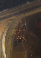 Steatoda triangulosa