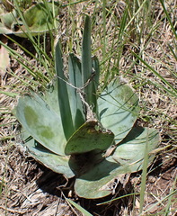 Ledebouria marginata