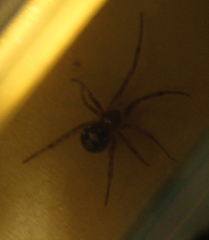 Steatoda triangulosa