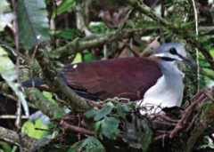 Sapphire Quail-Dove photo 4