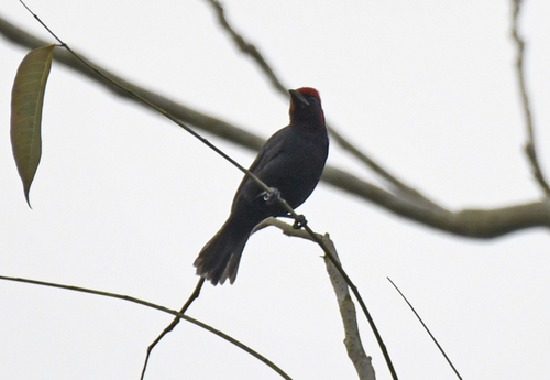 Crested Malimbe (Malimbus malimbicus), photo 8