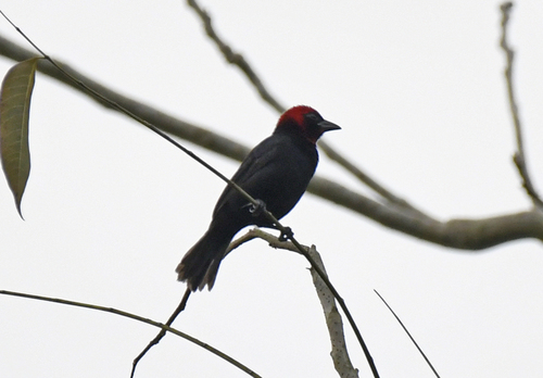 Crested Malimbe (Malimbus malimbicus), photo 6