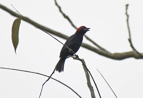 Crested Malimbe (Malimbus malimbicus), photo 9