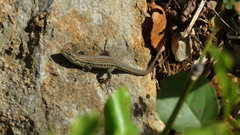 Podarcis melisellensis