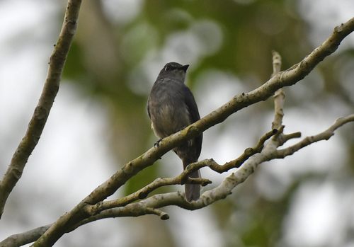 Dusky-blue Flycatcher (Bradornis comitatus), photo 5