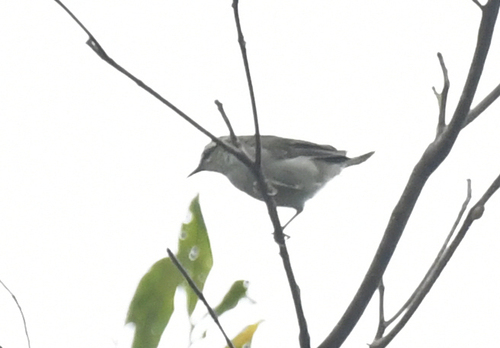 Green Hylia (Hylia prasina), photo 6