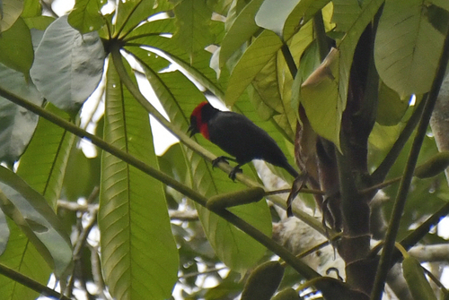 Crested Malimbe (Malimbus malimbicus), photo 2