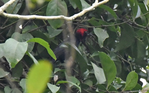 Red-headed Malimbe (Malimbus rubricollis), photo 1