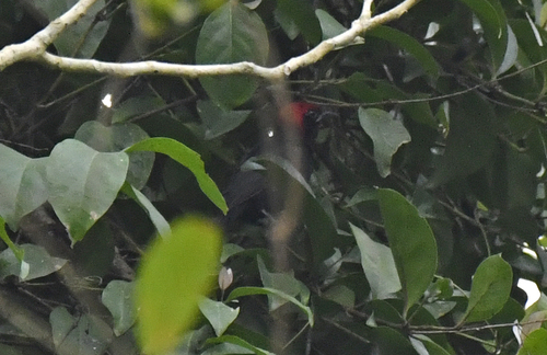 Red-headed Malimbe (Malimbus rubricollis), photo 2