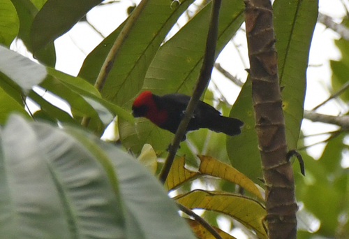 Crested Malimbe (Malimbus malimbicus), photo 1