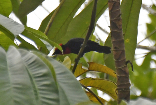 Crested Malimbe (Malimbus malimbicus), photo 6