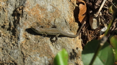 Podarcis melisellensis