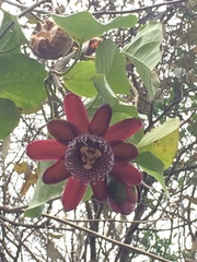 Passiflora alata