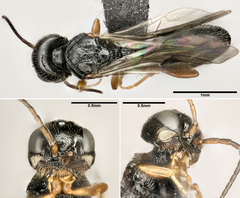 Vanhornia eucnemidarum