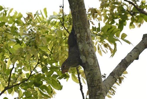 Small Sun Squirrel