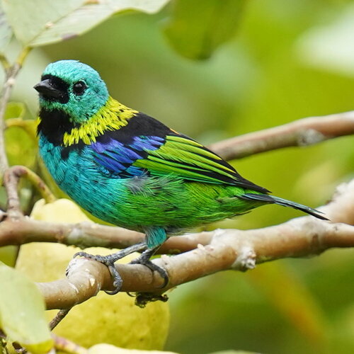 Green-headed Tanager (Tangara seledon), photo 8