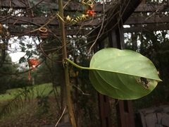 Passiflora alata