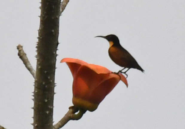 Buff-throated Sunbird (Chalcomitra adelberti), photo 5